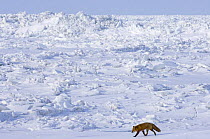 Red fox (Vulpes vulpes) walking along edge of pack ice at Cape Lisburne, Lisburne Peninsula, Arctic coast of Alaska, March