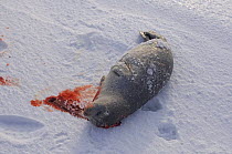 Ringed seal (Phoca hispida) caught by Inupiaq subsistence hunters out on the pack ice, outside the Arctic village of Point Hope, Chukchi Sea, Alaska, April 2008