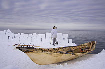 An Inupiaq seal skin boat / umiak, used for whaling on the pack ice during spring whaling season, off the Arctic coastal village of Point Hope, Chukchi Sea, Alaska, May 2008