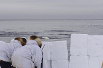 An Inupiaq whaling crew at the edge of an open lead in the pack ice waiting behind a snow blind and watch for passing whales during spring whaling season, with a Beluga / White whale (Delphinapterus l...