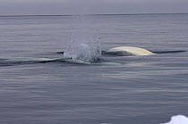 Adult Beluga / White whales (Delphinapterus leucas) swim through an open lead in the pack ice during spring migration, off the Arctic coastal village of Point Hope, Chukchi Sea, Alaska, May 2008