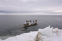 An Inupiaq whaling crew paddle their seal skin boat / umiak, in an open lead in the Chukchi Sea, during spring whaling season, off the Arctic coastal village of Point Hope, Alaska, May 2008