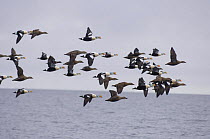 King eider duck (Somateria spectabilis) flock in flight along the Arctic coast during spring migration, flying across an open lead in the pack ice on the Chukchi Sea off Barrow, Alaska, May