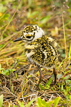 Newly hatched Plover chick, either a Black-bellied / Grey plover (Pluvialis sqatarola) or an American golden plover (Pluvialis dominica) 1002 coastal plain of the Arctic National Wildlife Refuge, Alas...