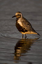 American golden plover (Pluvialis dominica) in shallow water along the Arctic coast, 1002 area of the Arctic National Wildlife Refuge, North Slope, Alaska, Summer