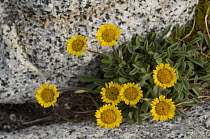 Cluster of alpine wildflowers along a trail, Upper Enchantments Lake Basin, more than 7,000 feet, Alpine Lakes Wilderness, Okanogan-Wenatchee National Forest, Cascade Range, Washington, Summer