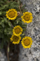Cluster of alpine wildflowers, probably Golden fleabane {Erigeron aureus},  Upper Enchantments Lake Basin, more than 7,000 feet above sea level, Alpine Lakes Wilderness, Okanogan-Wenatchee National Fo...
