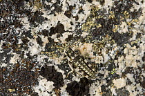 Grasshopper camouflaged amongst speckled granite and colorful lichens, looking for food, Upper Enchantments Lake Basin, more than 7,000 feet above sea level, Alpine Lakes Wilderness, Okanogan-Wenatche...