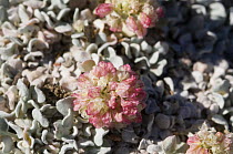Alpine wildflowers, Oval-leaf buckwheat (Eriogonum ovalifolium var. nivale)  along a trail in late summer, Upper Enchantments Lake Basin, more than 7,000 feet above sea level, Alpine Lakes Wilderness,...