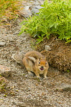 Cascade golden-mantled ground squirrel (Spermophilus saturatus) carrying food along a path, Hart's Pass, North Cascades National Park, Cascades Mountains, Washington