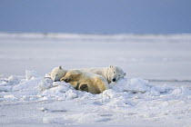 Polar bear (Ursus maritimus) collared sow with spring cub resting in jumbled pack ice along the Arctic coast in early fall, 1002 area of the Arctic National Wildlife Refuge, Alaska, Autumn, October 20...