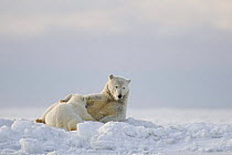 Polar bear (Ursus maritimus) collared sow nurses her spring cub out on the pack ice along the Arctic coast, 1002 area of the Arctic National Wildlife Refuge, Beaufort Sea, Alaska, Early autumn, Octobe...