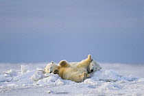 Polar bear (Ursus maritimus) collared sow with spring cub resting in jumbled pack ice along the Arctic coast, 1002 area of the Arctic National Wildlife Refuge, Alaska, Early autumn, October 2008