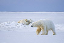 Polar bears (Ursus maritimus) with female and cub in background, congregate on newly formed pack ice where a Bowhead whale (Balaena mysticetus) carcass has been left by Inupiaq subsistence whalers, 10...