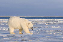 Curious young Polar bear (Ursus maritimus) approaches newly forming pack ice while it waits for the autumn freeze up, 1002 area of the Arctic National Wildlife Refuge, Alaska, October 2008