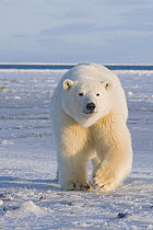 Curious subadult Polar bear (Ursus maritimus) tagged 300-400 lb. along the Arctic coast during the autumn freeze up, 1002 area of the Arctic National Wildlife Refuge, Beaufort Sea, Alaska, October 200...