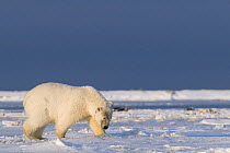 Polar bear (Ursus maritimus) collared sow uses its extra sharp nose to looks for food along the Arctic coast, early autumn, 1002 area of the Arctic National Wildlife Refuge, Alaska, October 2008