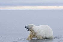 Large two year Polar bear (Ursus maritimus) plays with a chunk of ice in the slushy freezing waters along the Arctic coast, 1002 area of the Arctic National Wildlife Refuge, Beaufort Sea, Alaska, Autu...
