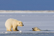 Two Polar bear (Ursus maritimus) spring cubs play in and around newly forming pack ice along the Arctic coast, 1002 area of the Arctic National Wildlife Refuge, Beaufort Sea, Alaska, Autumn, October 2...