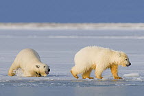 Two Polar bear (Ursus maritimus) spring cubs play in and around newly forming pack ice along the Arctic coast, 1002 area of the Arctic National Wildlife Refuge, Beaufort Sea, Alaska, Autumn, October 2...