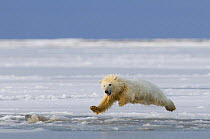 Polar bear (Ursus maritimus) spring cub jumping across newly forming pack ice, Arctic coast, Arctic National Wildlife Refuge, Beaufort Sea, Alaska, October 2008