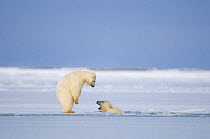 Two Polar bear (Ursus maritimus) spring cubs playing in and around newly forming pack ice along the Arctic coast, 1002 area of the Arctic National Wildlife Refuge, Beaufort Sea, Alaska, Autumn, Octobe...