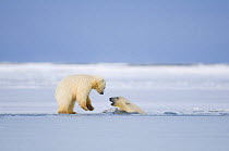Two Polar bear (Ursus maritimus) spring cubs playing in and around newly forming pack ice along the Arctic coast, 1002 area of the Arctic National Wildlife Refuge, Beaufort Sea, Alaska, Autumn, Octobe...