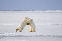 Two Polar bear (Ursus maritimus) spring cubs playing on newly forming pack ice along the Arctic coast, Arctic National Wildlife Refuge, Beaufort Sea, Alaska, Autumn, October 2008