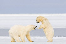 Polar bear (Ursus maritimus) two years, plays with a spring cub on newly formed pack ice along the Arctic coast, Arctic National Wildlife Refuge, Beaufort Sea, Alaska, October 2008