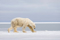 Old Polar bear (Ursus maritimus) boar travels along the Arctic coast in search of food, 1002 area of the Arctic National Wildlife Refuge, Beaufort Sea, Alaska, October 2008