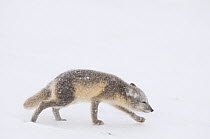 Young Arctic fox (Vulpes / Alopex lagopus) its coat turning from summer brown to winter white, walking along the Arctic coast in search of food, 1002 area of the Arctic National Wildlife Refuge, Alask...