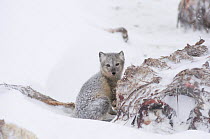 Young Arctic fox (Vulpes / Alopex lagopus) its coat turning from summer brown to winter white, scavenges a Bowhead whale (Balaena mysticetus) carcass along the Arctic coast, 1002 area of the Arctic Na...