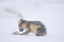 Young Arctic fox (Vulpes / Alopex lagopus) feeding after scavenging a Bowhead whale (Balaena mysticetus) carcass, its coat turning from summer brown to winter white, Arctic coast, 1002 area of the Arc...
