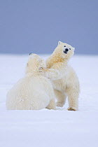 Polar bear (Ursus maritimus) two years playing with a spring cub on newly formed pack ice, Arctic National Wildlife Refuge, Arctic coast, Beaufort Sea, Alaska, October 2008