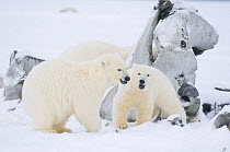 Polar bear (Ursus maritimus) pair of cubs playing with one another while their mother scavenges a Bowhead whale (Balaena mysticetus) carcass, Arctic National Wildlife Refuge, Arctic coast, Beaufort Se...