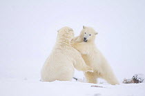 Polar bear (Ursus maritimus) two years, playing with a spring cub on newly formed pack ice Arctic National Wildlife Refuge, Arctic coast, Beaufort Sea, Alaska, October 2008