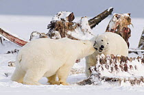 Two female Polar bears (Ursus maritimus) play with one another by a Bowhead whale (Balaena mysticetus) carcass Arctic National Wildlife Refuge, Arctic coast, Beaufort Sea, Alaska, October 2008