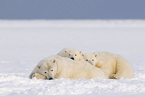 Polar bear (Ursus maritimus) sow with two cubs rest on newly formed pack ice, early autumn, 1002 area of the Arctic National Wildlife Refuge, Arctic coast, Beaufort Sea, Alaska, October 2008
