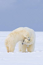 Polar bear (Ursus maritimus) young plump sow play fighting with a spring cub on newly formed pack ice, Arctic National Wildlife Refuge, Arctic coast, Beaufort Sea, Alaska, October 2008