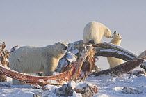 Polar bear (Ursus maritimus) collared adult sow scavenges a Bowhead whale (Balaena mysticetus) carcass as her spring cub plays with another young bear, along the 1002 area of the Arctic National Wildl...