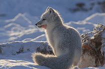 Arctic fox (Vulpes / Alopex lagopus) feeding on a Bowhead whale (Balaena mysticetus) carcass, coat turning from summer phase of grey to winter phase of white, 1002 area of the Arctic National Wildlife...