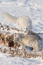 Two Arctic foxes (Vulpes / Alopex lagopus) scavenge a Bowhead whale (Balaena mysticetus) (Balaena mysticetus) carcass, one in summer phase of grey and one in winter of white, 1002 area of the Arctic N...