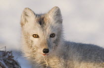 Arctic fox (Vulpes / Alopex lagopus) by a Bowhead whale (Balaena mysticetus) carcass, coat turning from summer phase of grey to winter phase of white, 1002 area of the Arctic National Wildlife Refuge,...