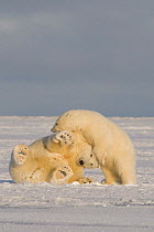 Polar bear (Ursus maritimus) collared adult sow plays with her spring cub on pack ice, Arctic coast, 1002 area of the Arctic National Wildlife Refuge, Beaufort Sea, Alaska, October 2008