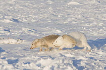 Two Arctic foxes (Vulpes / Alopex lagopus) playing on pack ice off the Arctic coast, 1002 area of the Arctic National Wildlife Refuge, Alaska, October 2008