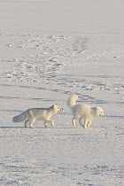 Two Arctic foxes (Vulpes / Alopex lagopus) chasing one another on pack ice off the Arctic coast, 1002 area of the Arctic National Wildlife Refuge, Alaska, October 2008