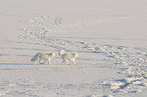 Two Arctic foxes (Vulpes / Alopex lagopus) chasing one another on pack ice off the Arctic coast, 1002 area of the Arctic National Wildlife Refuge, Alaska, October 2008