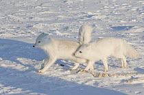Two Arctic foxes (Vulpes / Alopex lagopus) playing and chasing one another on pack ice off the Arctic coast, 1002 area of the Arctic National Wildlife Refuge, Alaska, October 2008