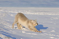 Arctic fox (Vulpes / Alopex lagopus) stretching, its coat changing from summer brown to winter white, on the pack ice, Arctic coast, 1002 area of the Arctic National Wildlife Refuge, Alaska, October 2...
