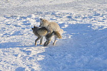 Two Arctic foxes (Vulpes / Alopex lagopus) playing on pack ice off the Arctic coast, 1002 area of the Arctic National Wildlife Refuge, Alaska, October 2008
